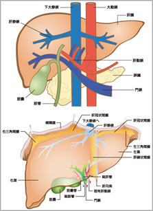 肝臓とは